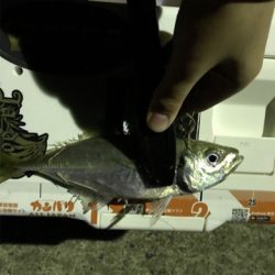 アジを求めて③