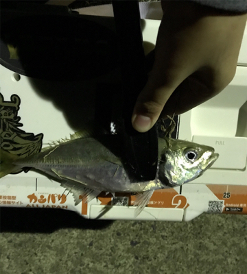 アジを求めて③