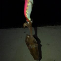 イカの引きを味わいたくて