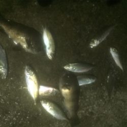 タチウオ&メバリングの2ラウンド