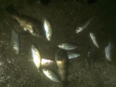 タチウオ&メバリングの2ラウンド