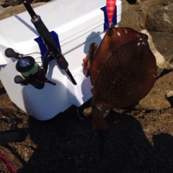 サゴシ45cm,アオリイカ500g,紅イカ63cm