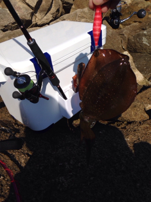 サゴシ45cm,アオリイカ500g,紅イカ63cm