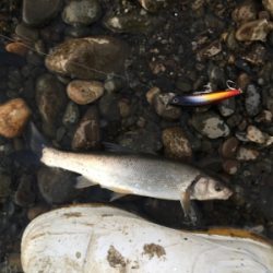 落ちアユパターン⁉︎