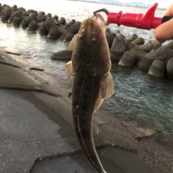 久々のチニング