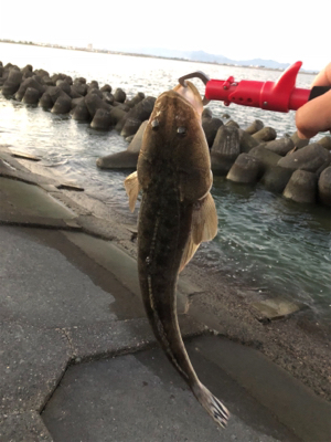 久々のチニング