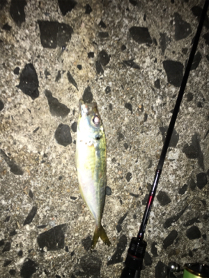 短時間アジング