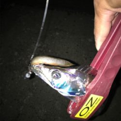 今日も、時合いが…