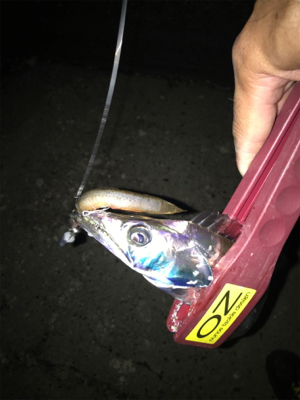 今日も、時合いが…