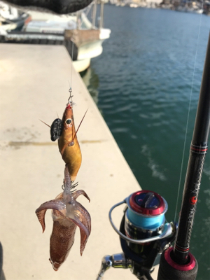 昼間のヒイカ調査