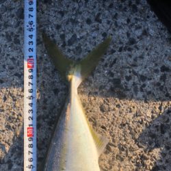 1年がかりで初ハマチ！