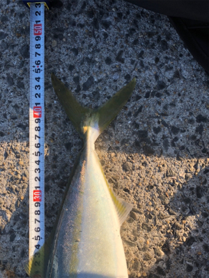 1年がかりで初ハマチ！