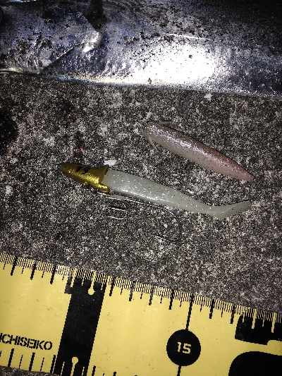 タチ　サゴ　サバ