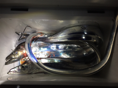 干潮までの短時間釣行