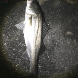 雨後はやっぱり