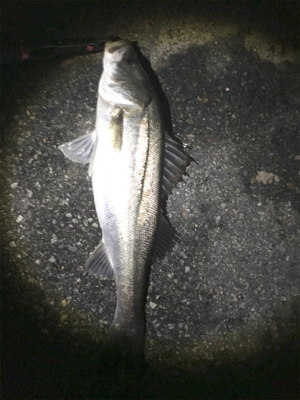 雨後はやっぱり