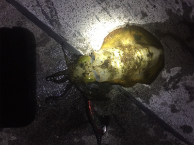 久々のエギング釣行