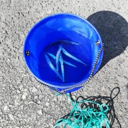 ヒラメとサヨリ