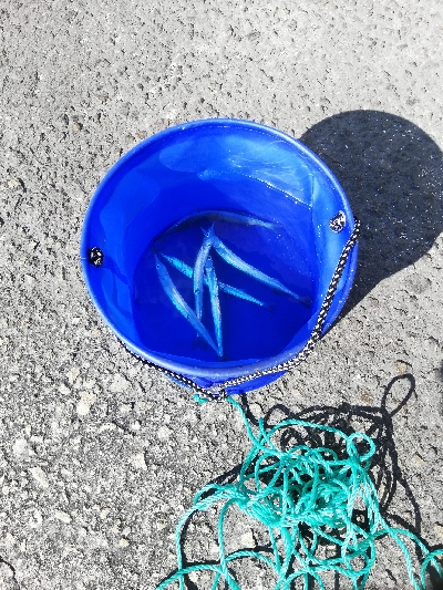 ヒラメとサヨリ