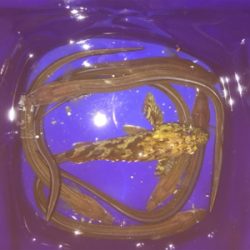 タチウオあか〜ん