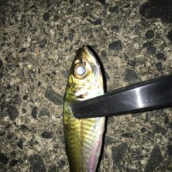 ナイトアジング