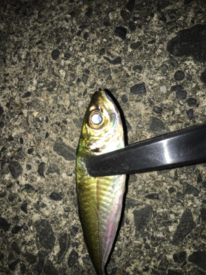 ナイトアジング