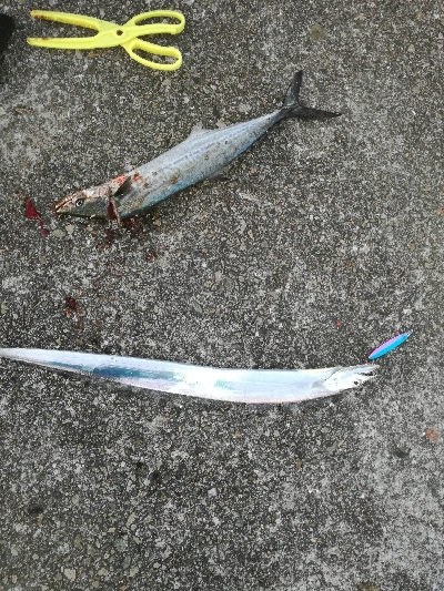 朝まずめサゴシ