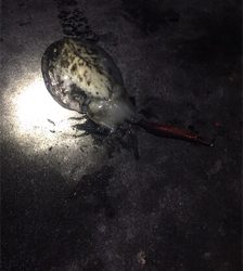 コウイカエギング