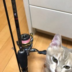 小アジ釣れています。