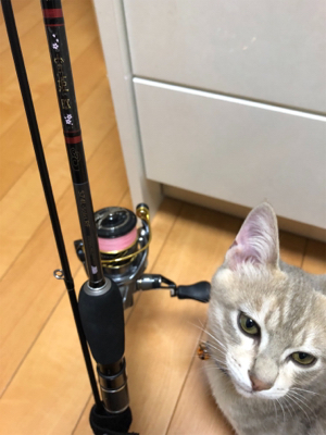 小アジ釣れています。