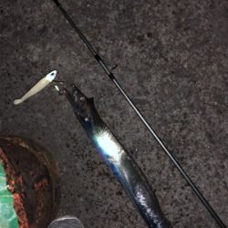 今シーズンベスト釣果!