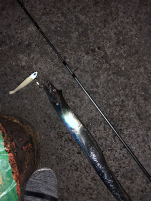 今シーズンベスト釣果!