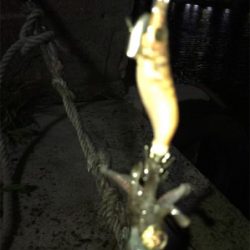 裏切らないヒイカ釣り(^^)