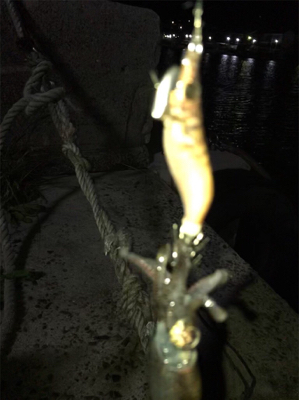 裏切らないヒイカ釣り(^^)