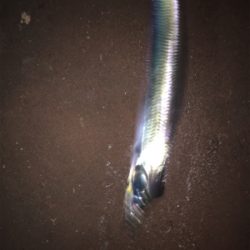 アナゴの方がおいしい！