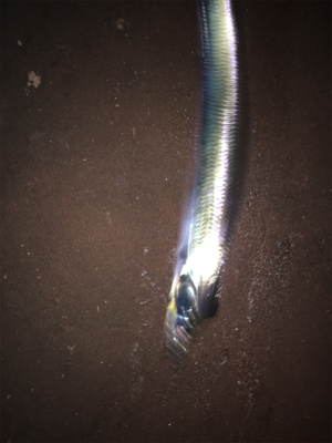 アナゴの方がおいしい！