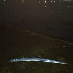 活性高いかも?ただしチビ