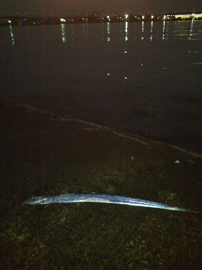 活性高いかも?ただしチビ