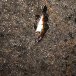 アジング、メバリング