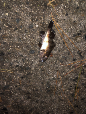 アジング、メバリング