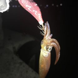 懲りずにヒイカ釣り(^。^)