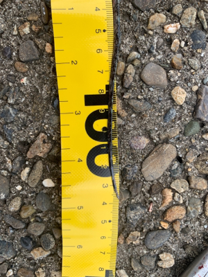 青物が釣りたくて！