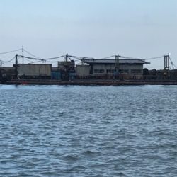 イワシ大漁 毎週