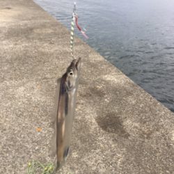 早朝ショアジギング