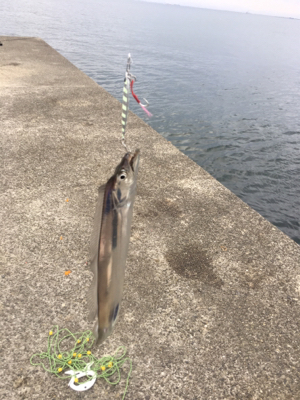 早朝ショアジギング