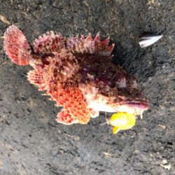 中之島、寺島ハードロック