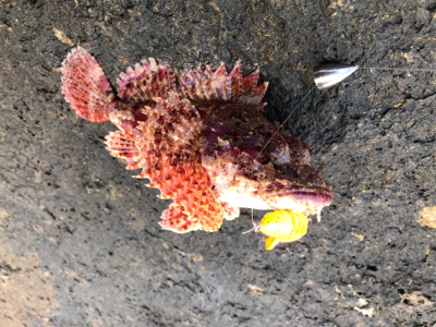 中之島、寺島ハードロック