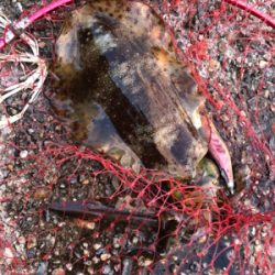 子供とアジ釣り&アオリ