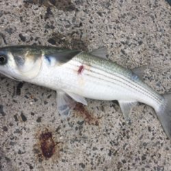 本命はどこにいるのやら