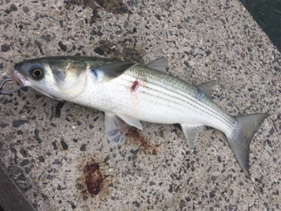 本命はどこにいるのやら